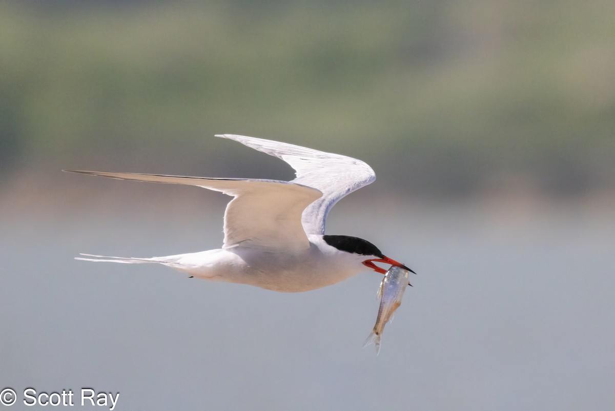 Common Tern - ML620806088