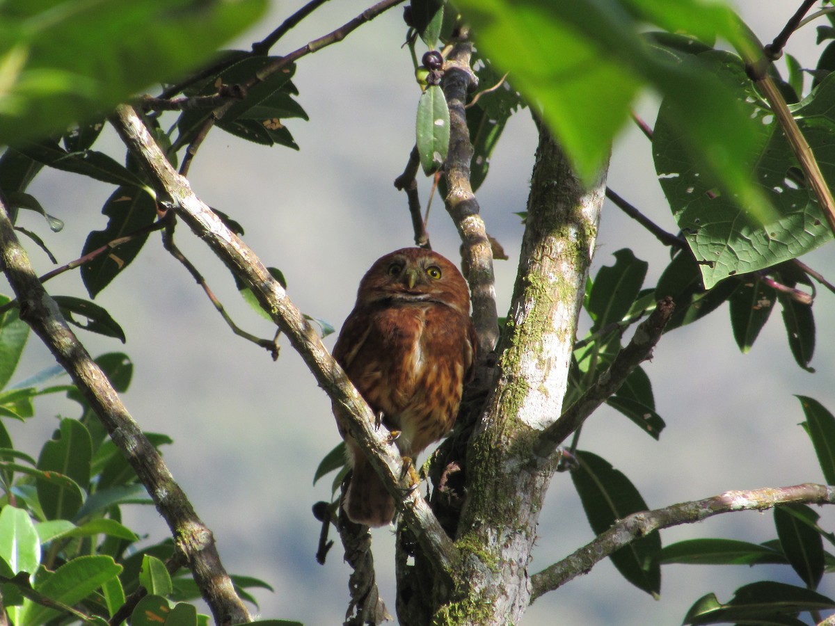 Yungas Pygmy-Owl - ML620806089