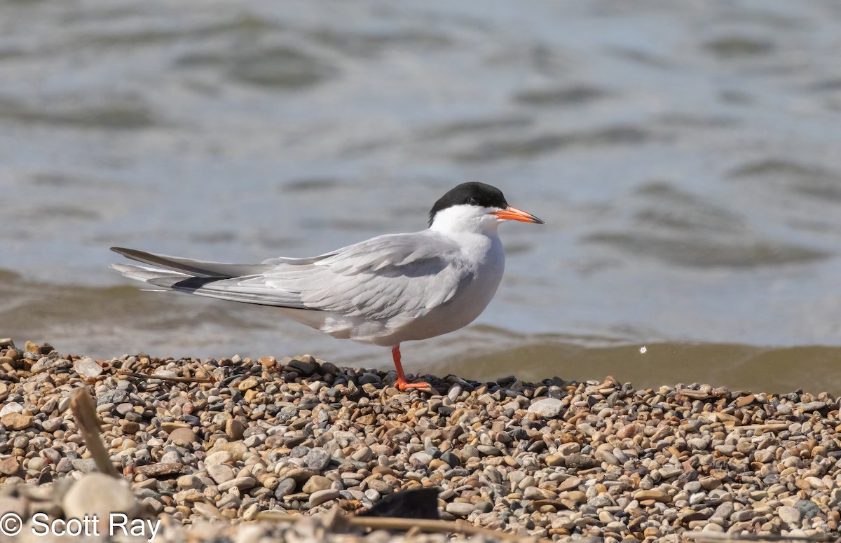 Common Tern - ML620806090