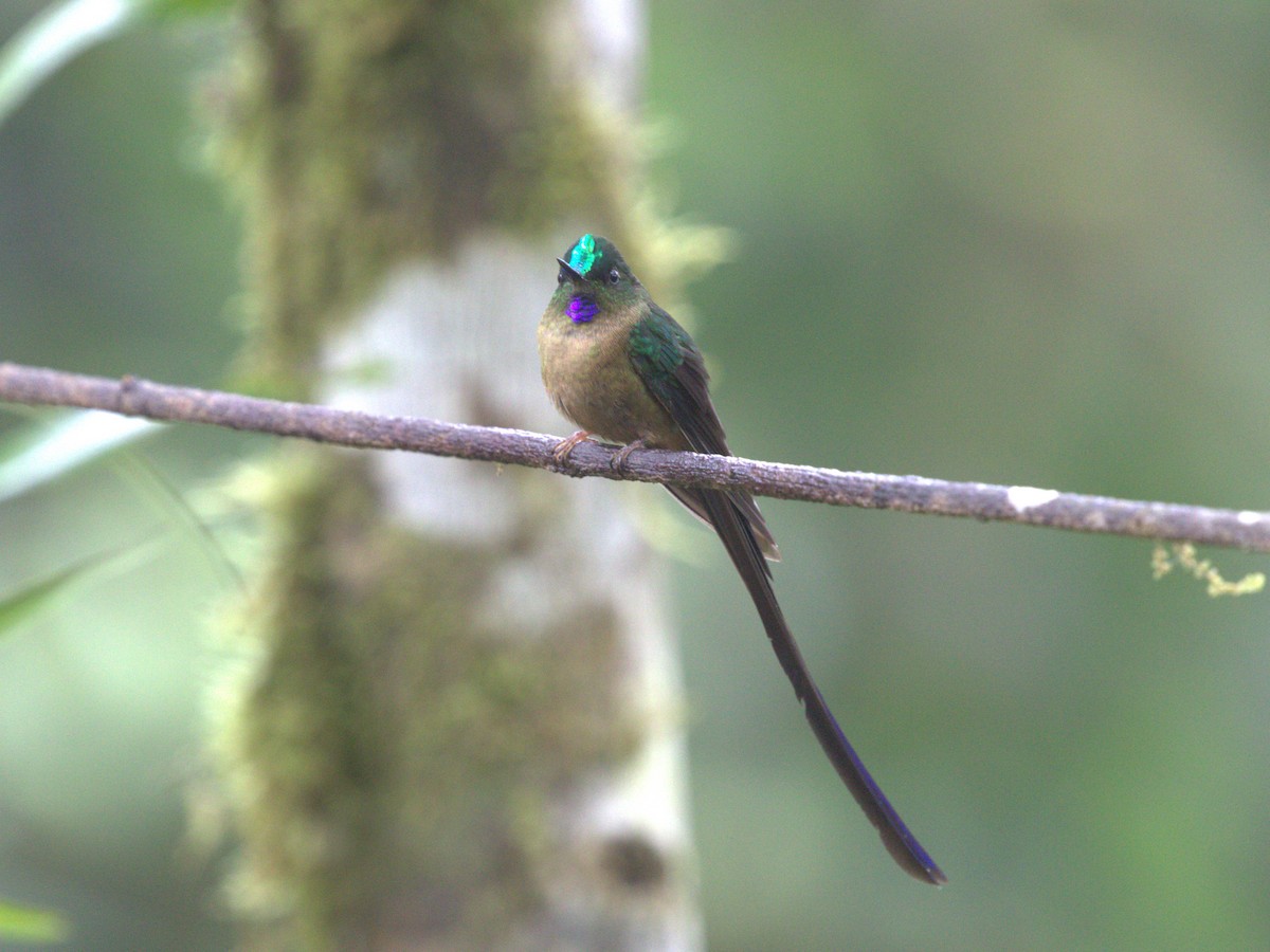 Violet-tailed Sylph - ML620806092