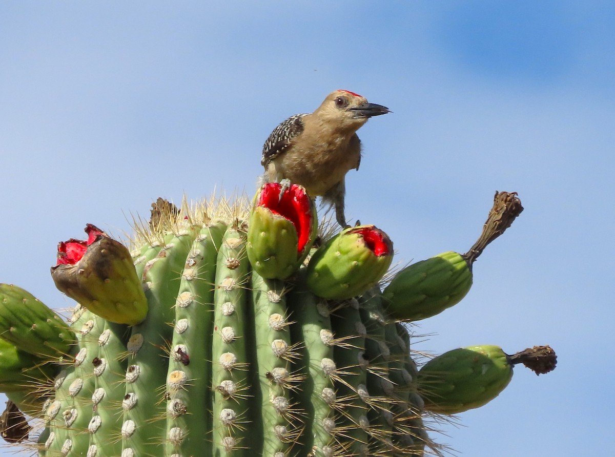 Gila Woodpecker - ML620806093