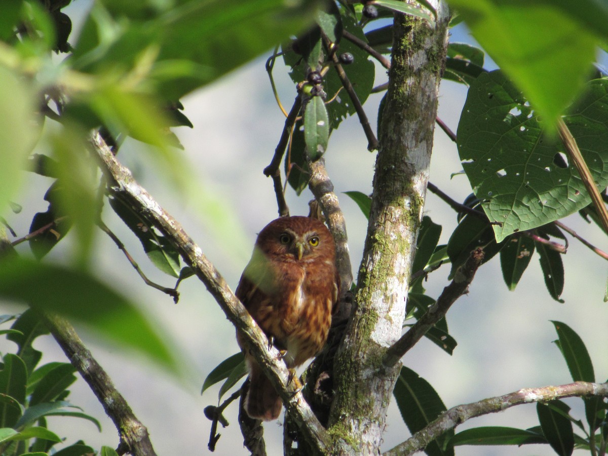 Yungas Pygmy-Owl - ML620806095