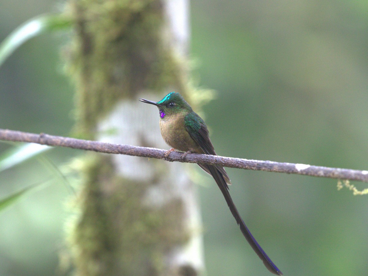 Violet-tailed Sylph - Menachem Goldstein