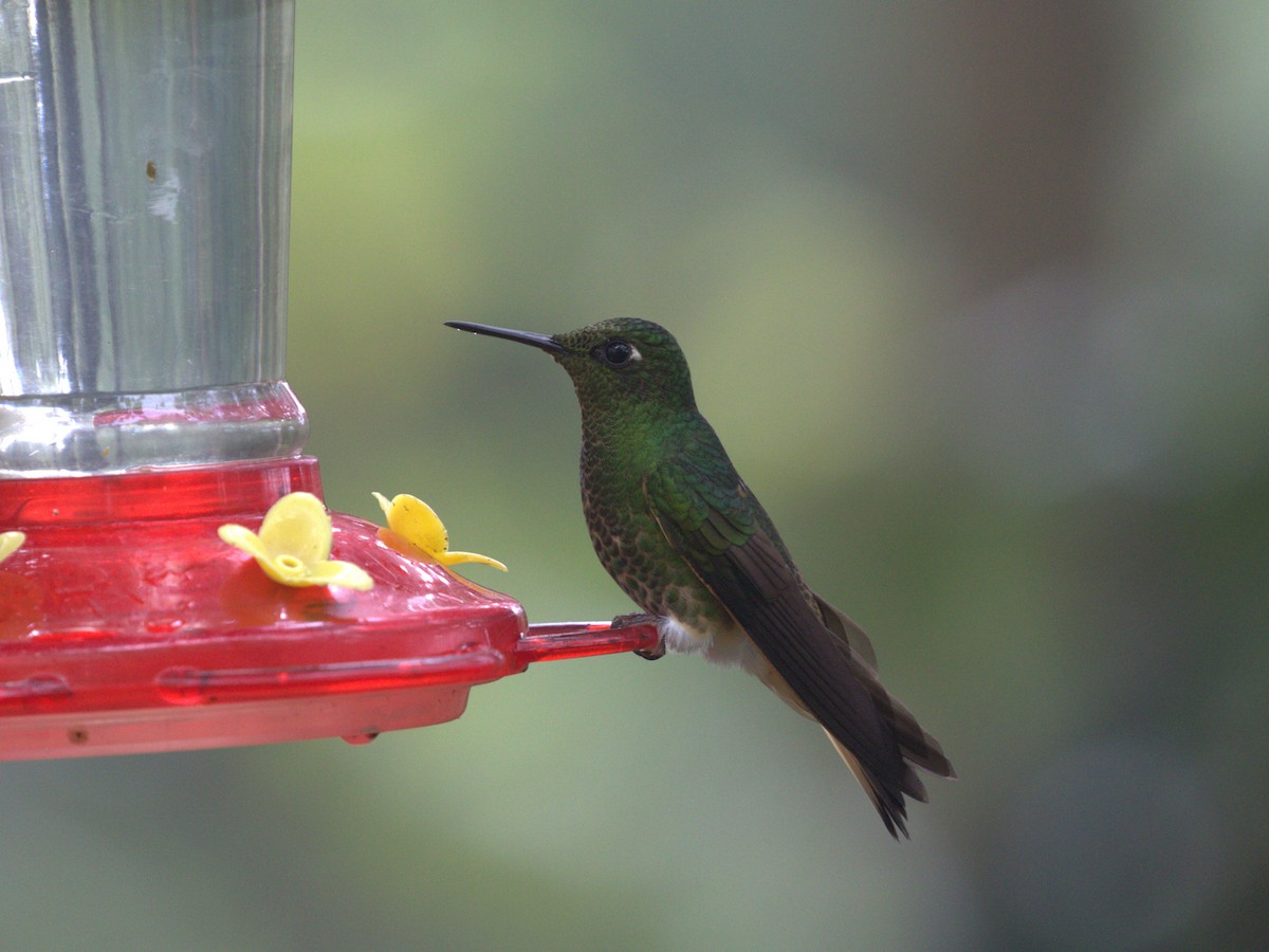 Colibrí Colihabano - ML620806102