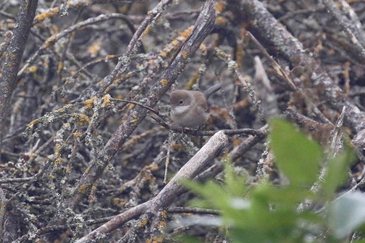 Greater Whitethroat - ML620806103