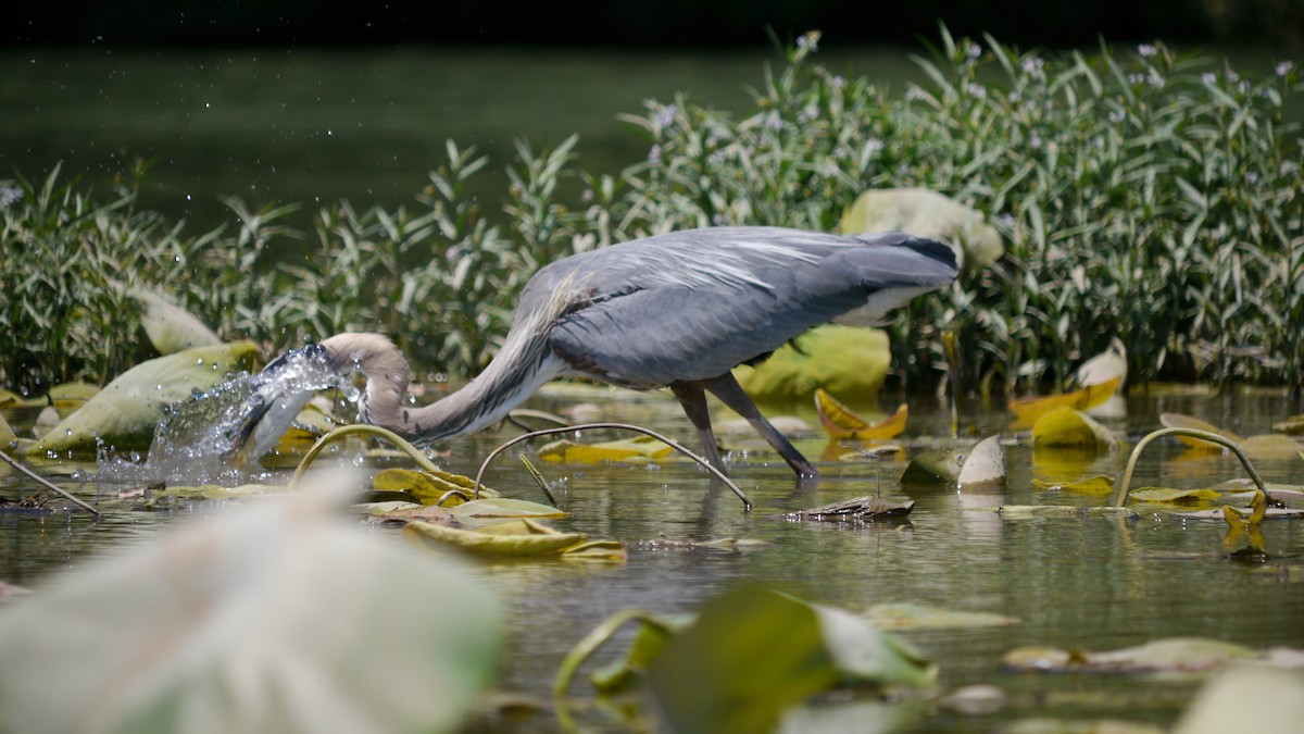 Great Blue Heron - ML620806106