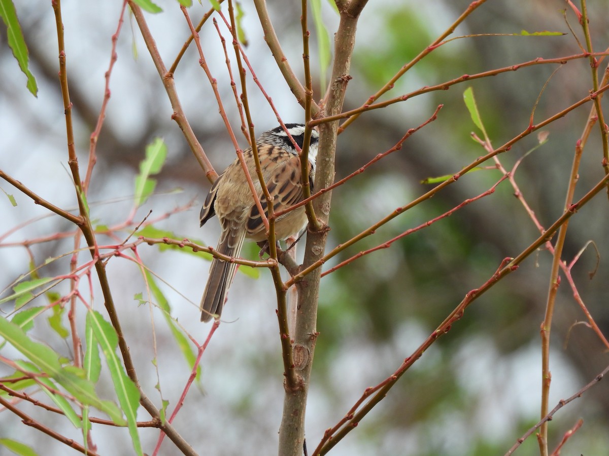 Stripe-headed Sparrow - ML620806108