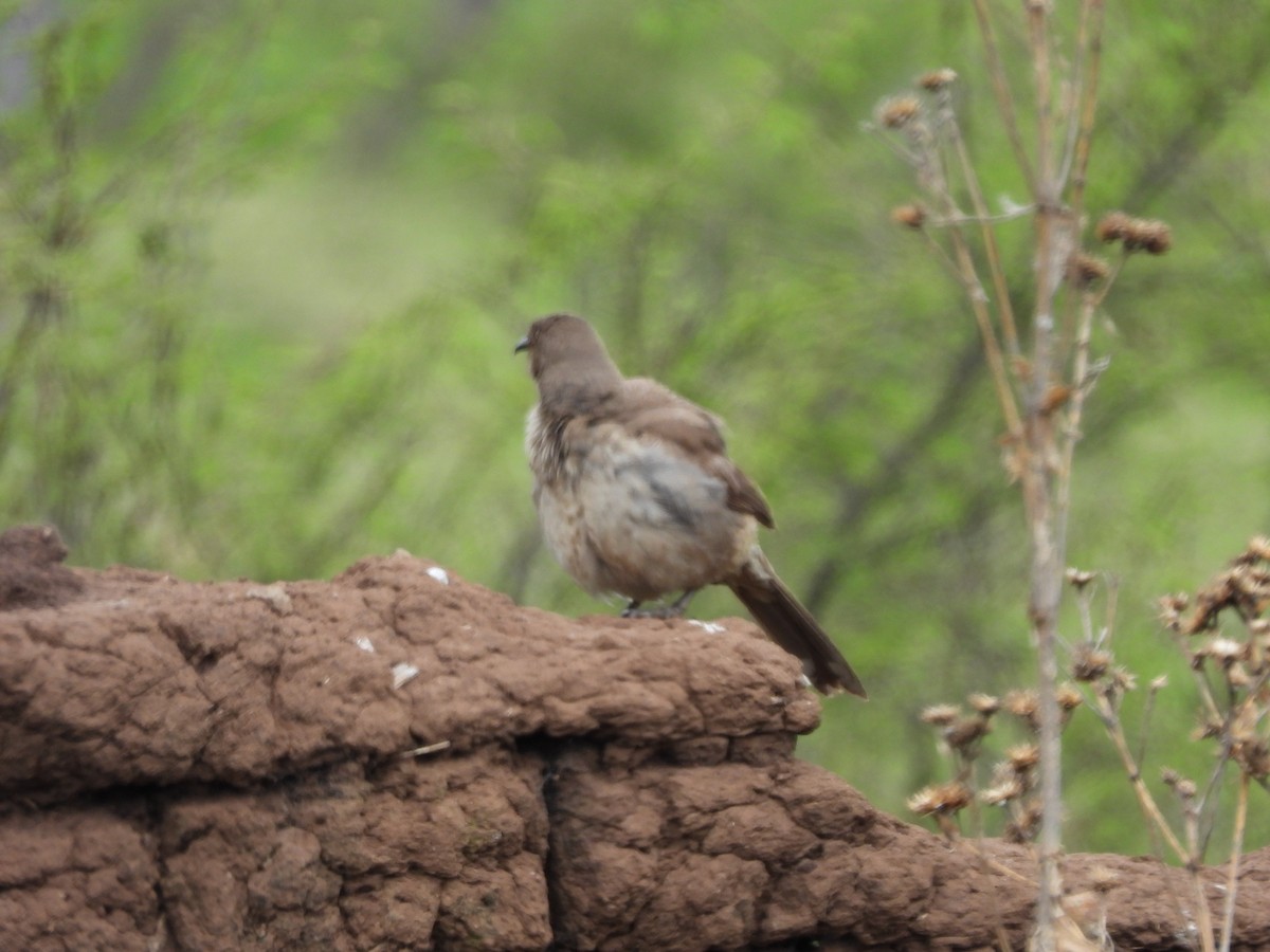 Curve-billed Thrasher - ML620806111