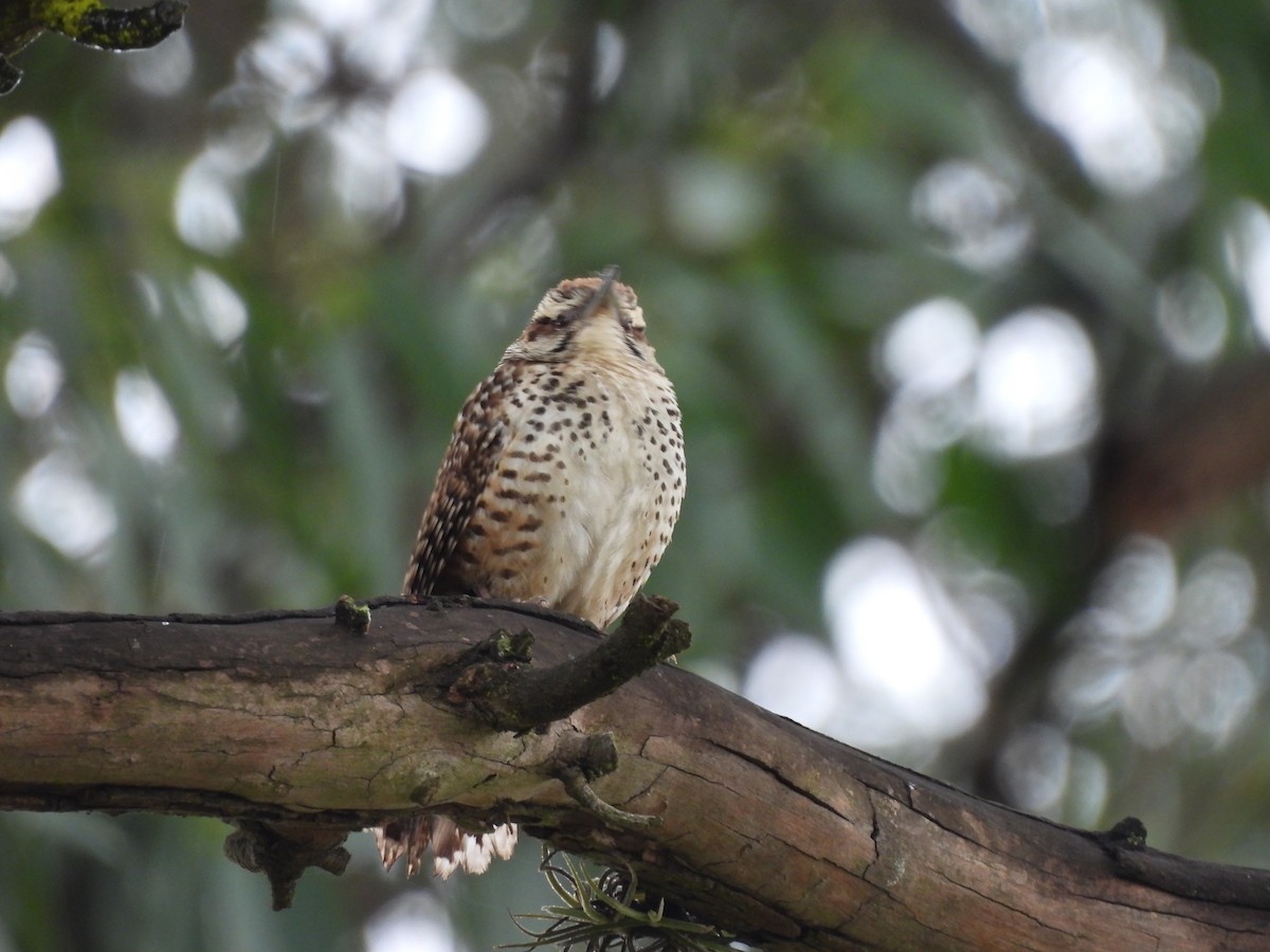 Spotted Wren - ML620806114