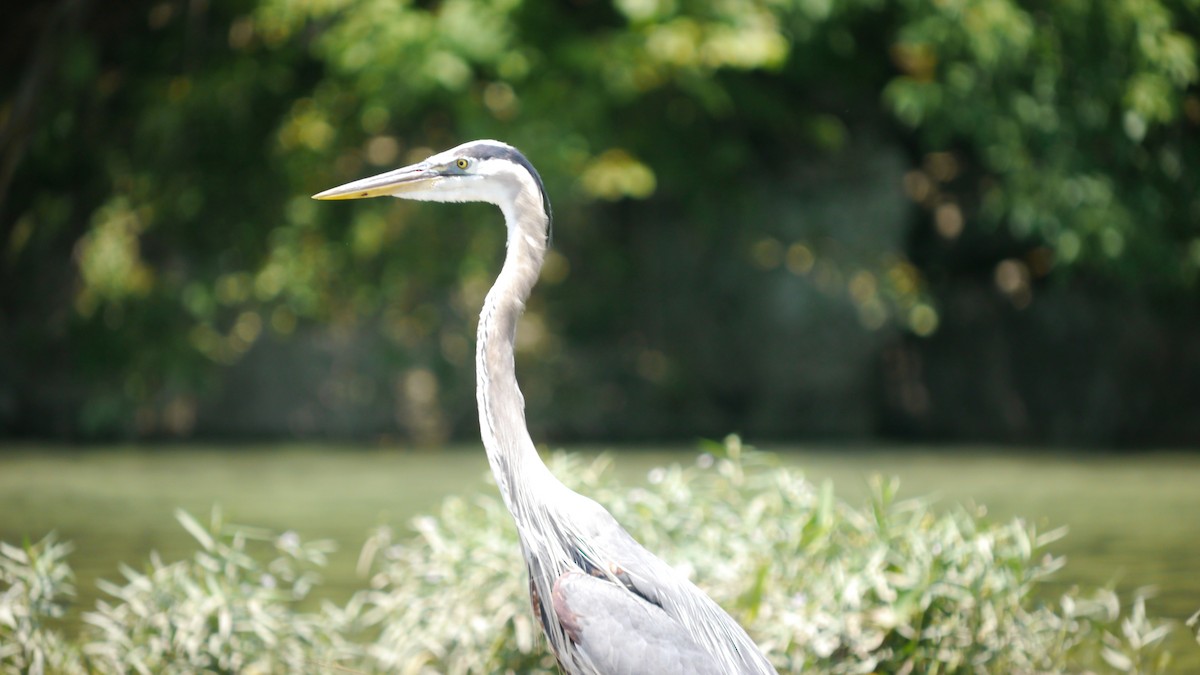 Great Blue Heron - ML620806117