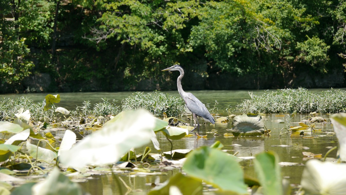 Great Blue Heron - ML620806118