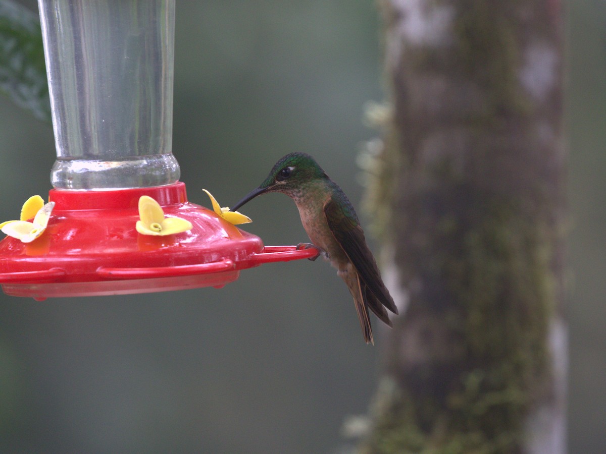 Fawn-breasted Brilliant - ML620806120