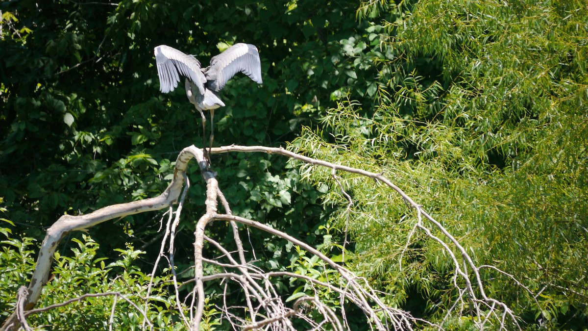 Great Blue Heron - ML620806122