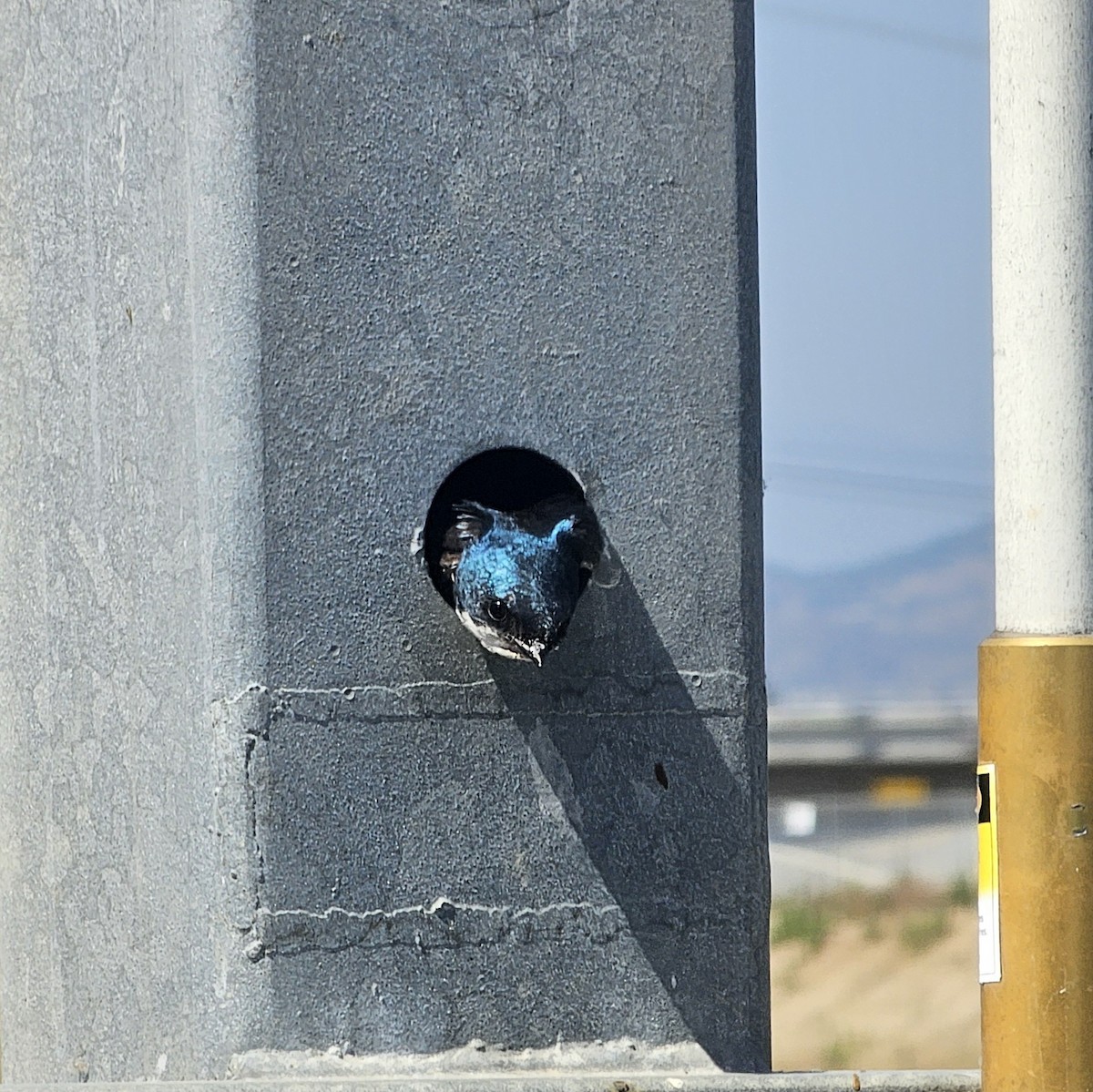 Golondrina Bicolor - ML620806128