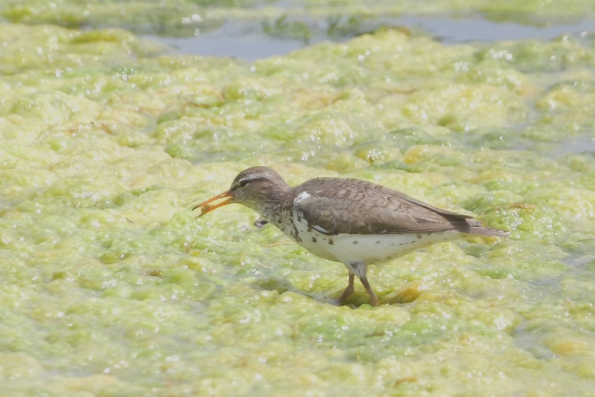 Spotted Sandpiper - ML620806132