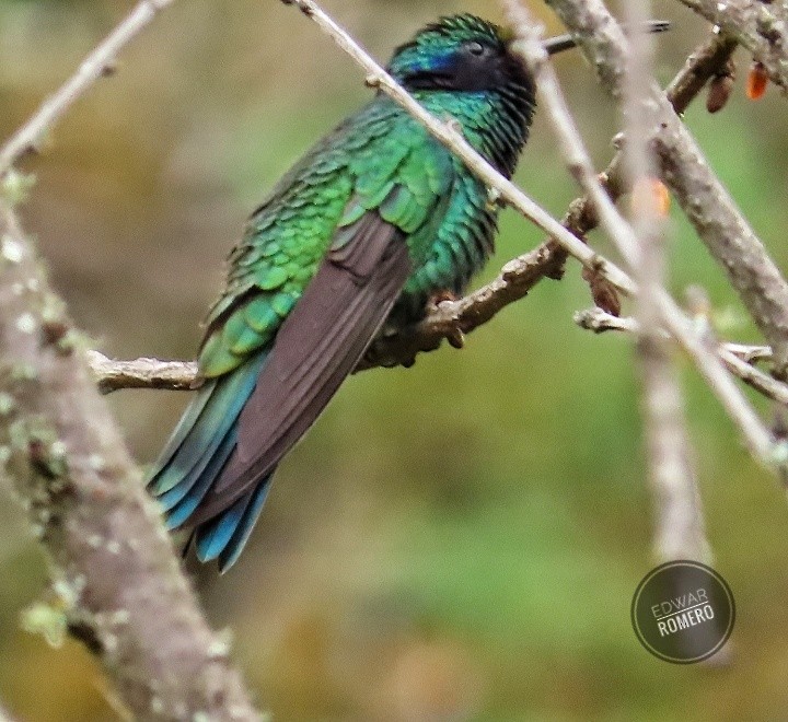 Colibrí Rutilante - ML620806134