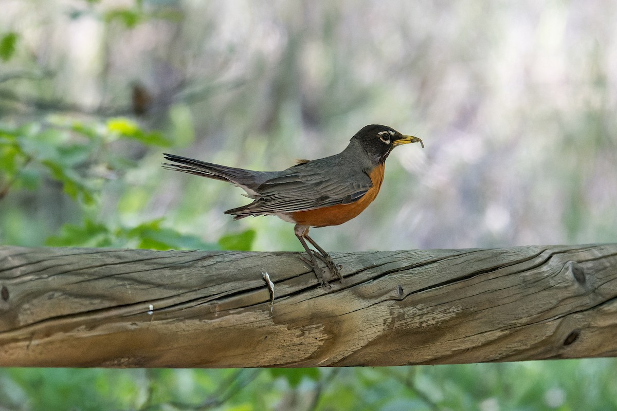 American Robin - ML620806138