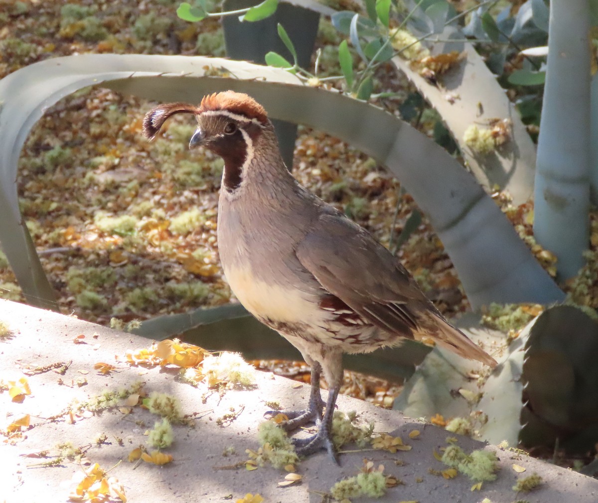 Gambel's Quail - ML620806139