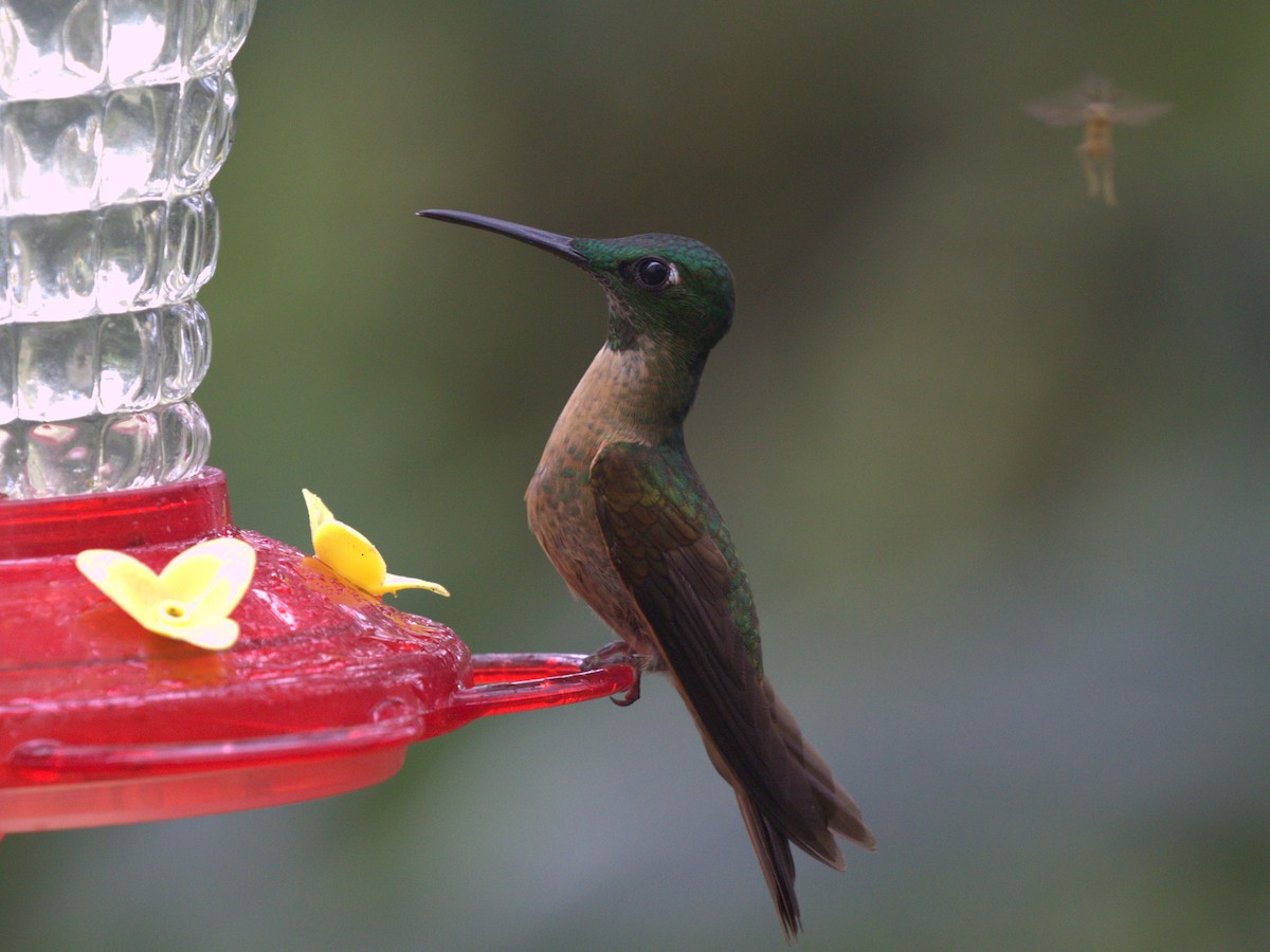 Fawn-breasted Brilliant - ML620806140