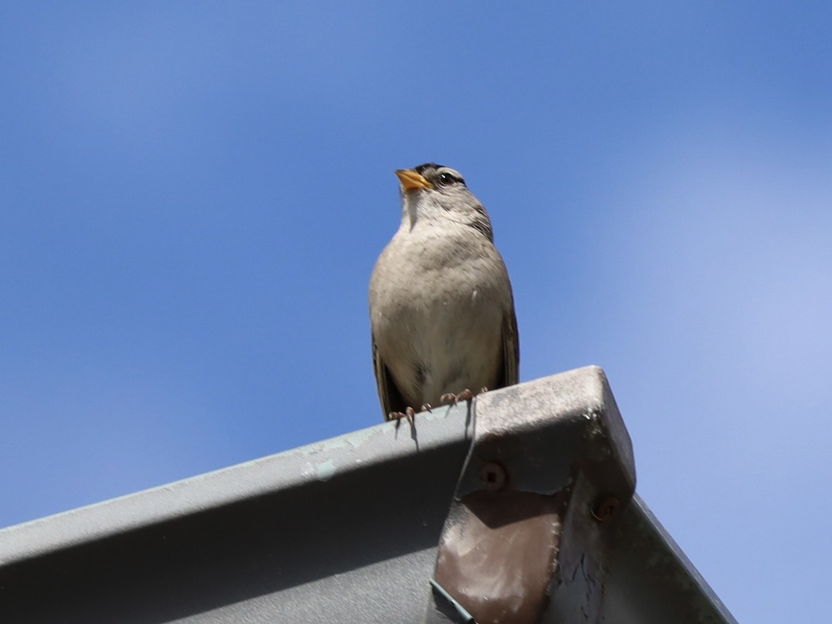 White-crowned Sparrow - ML620806142