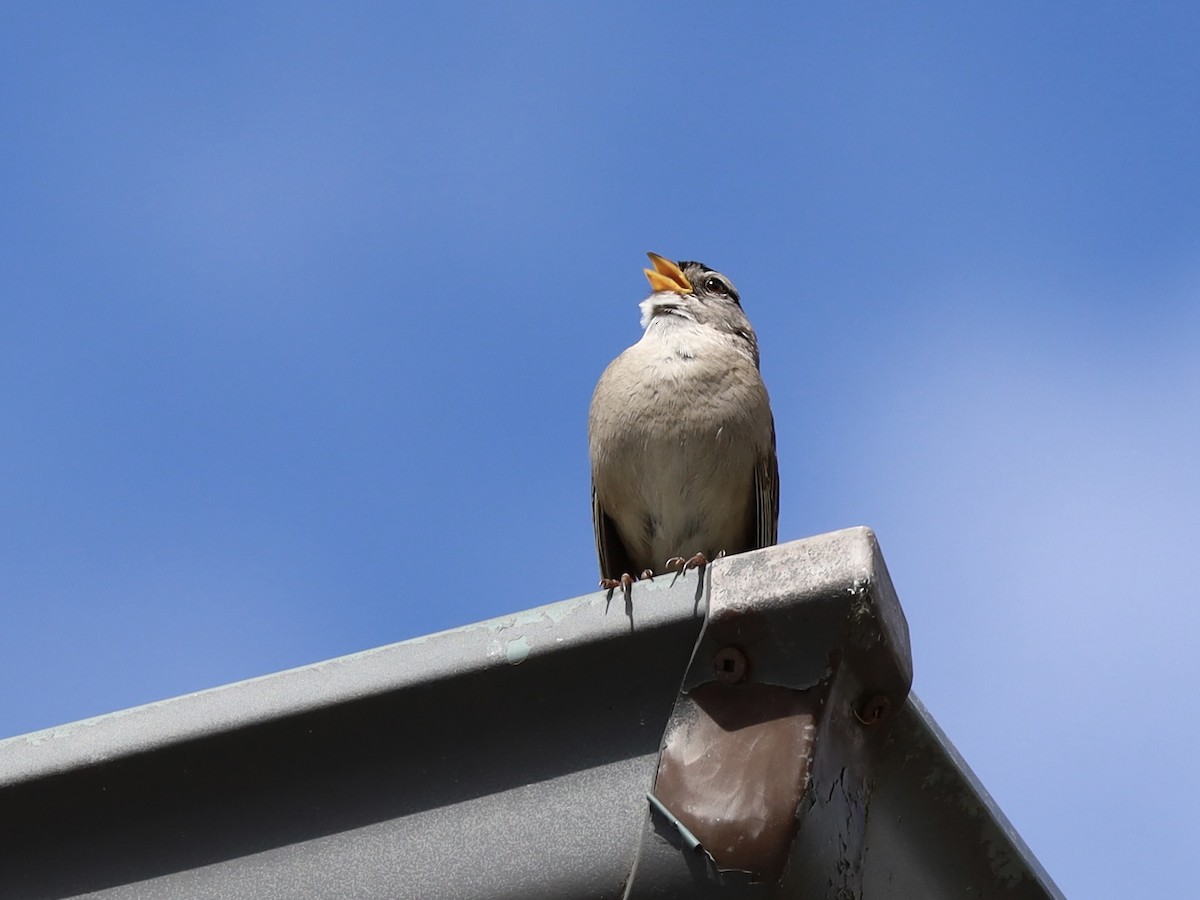 White-crowned Sparrow - ML620806143