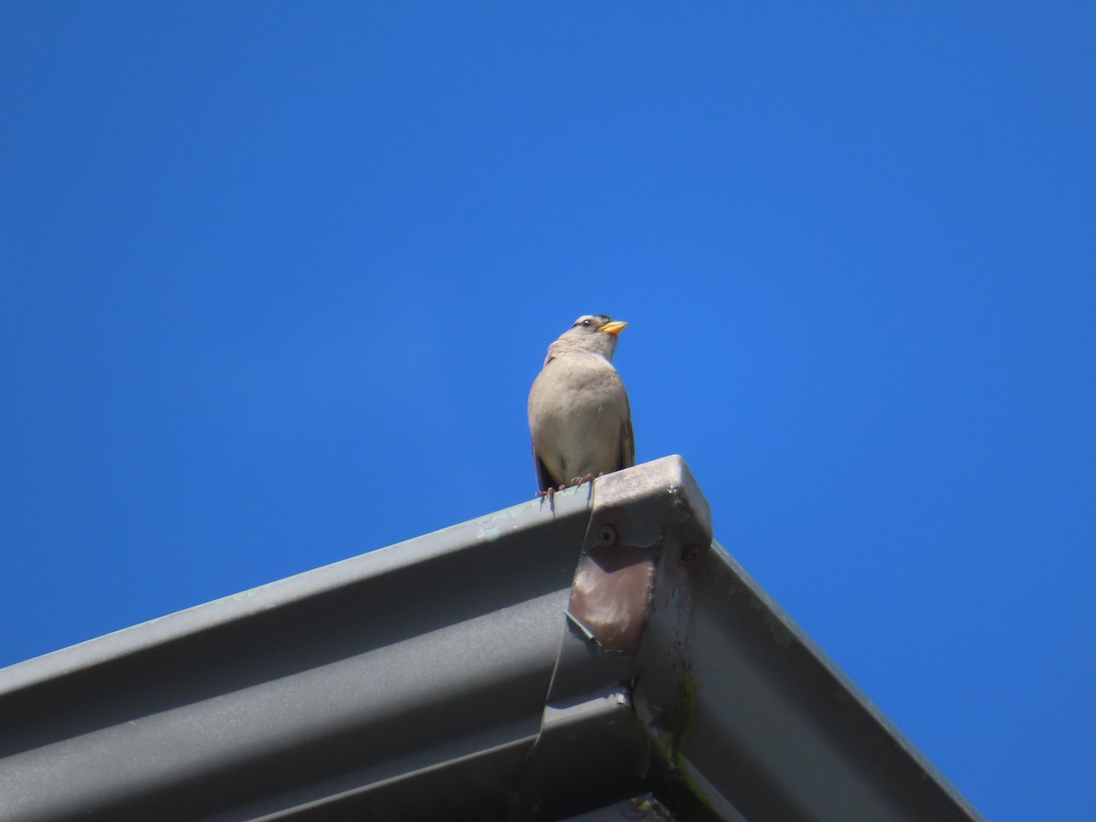 White-crowned Sparrow - ML620806144