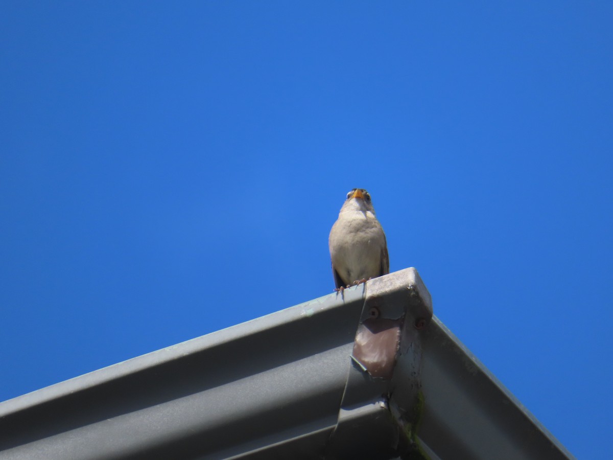 Bruant à couronne blanche - ML620806147