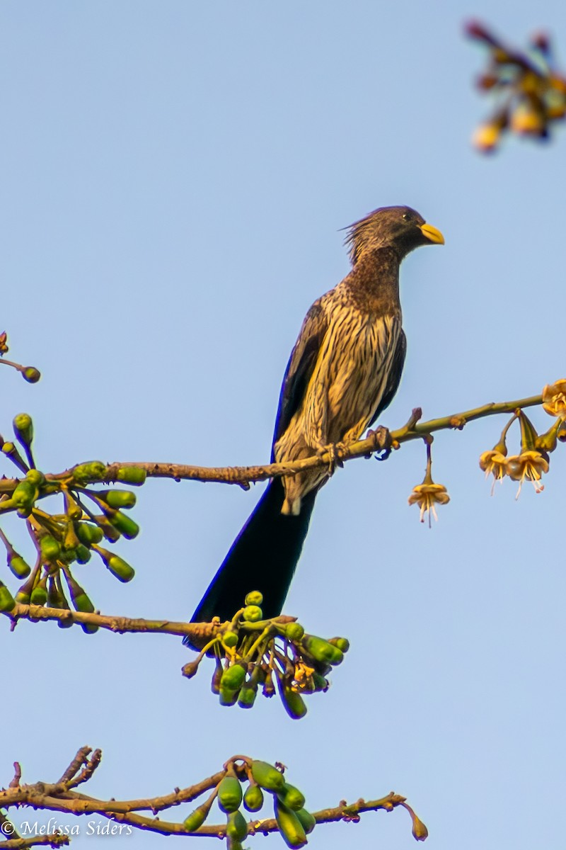 Western Plantain-eater - ML620806148