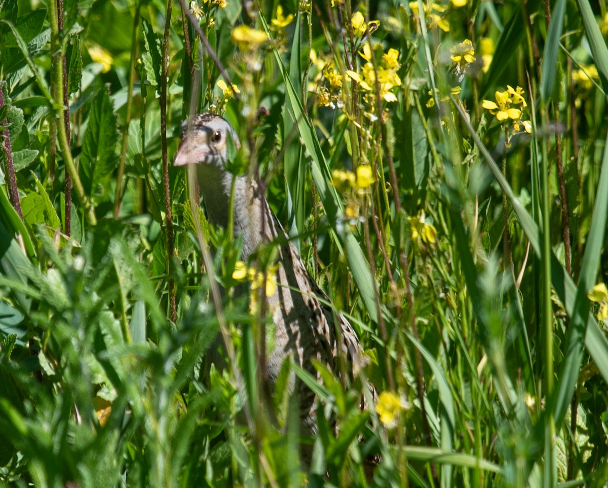 Corn Crake - ML620806154