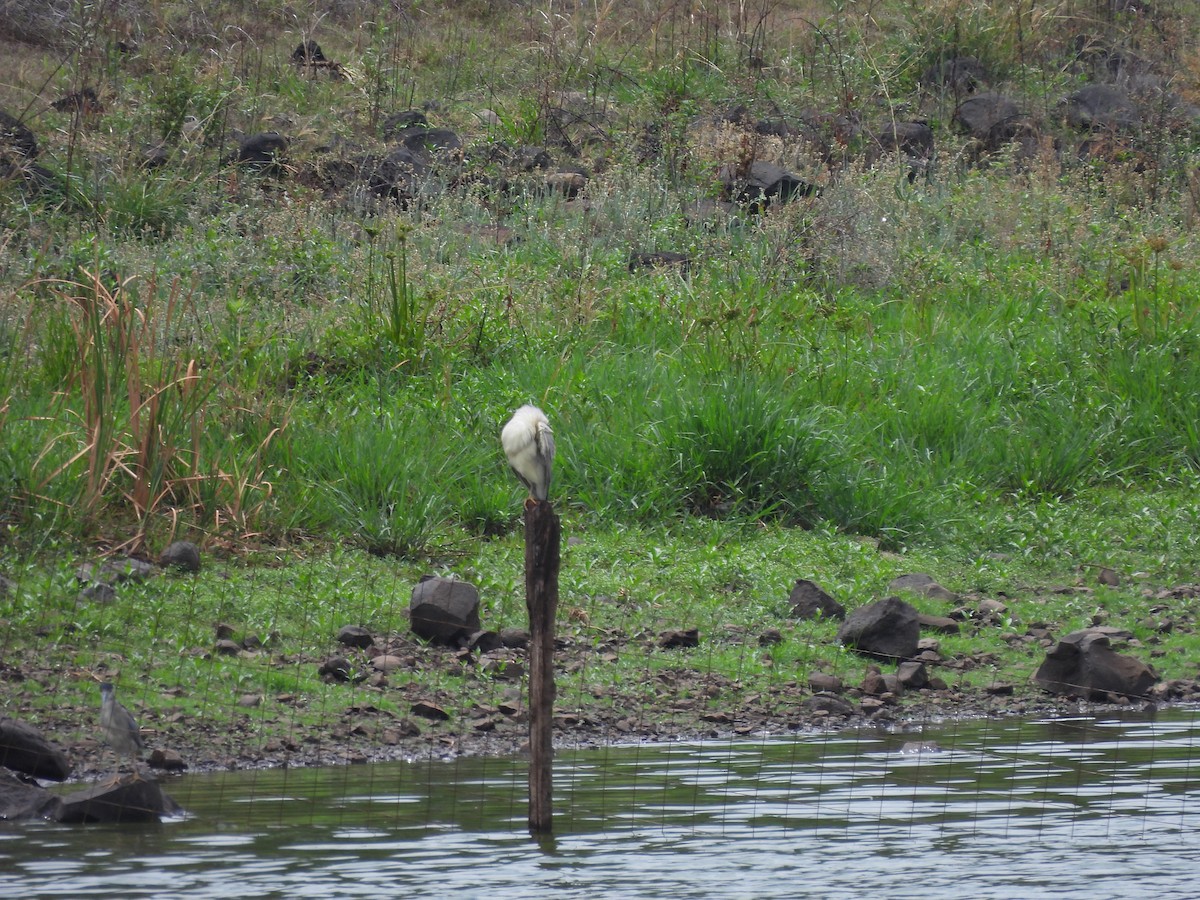 Black-crowned Night Heron - ML620806155