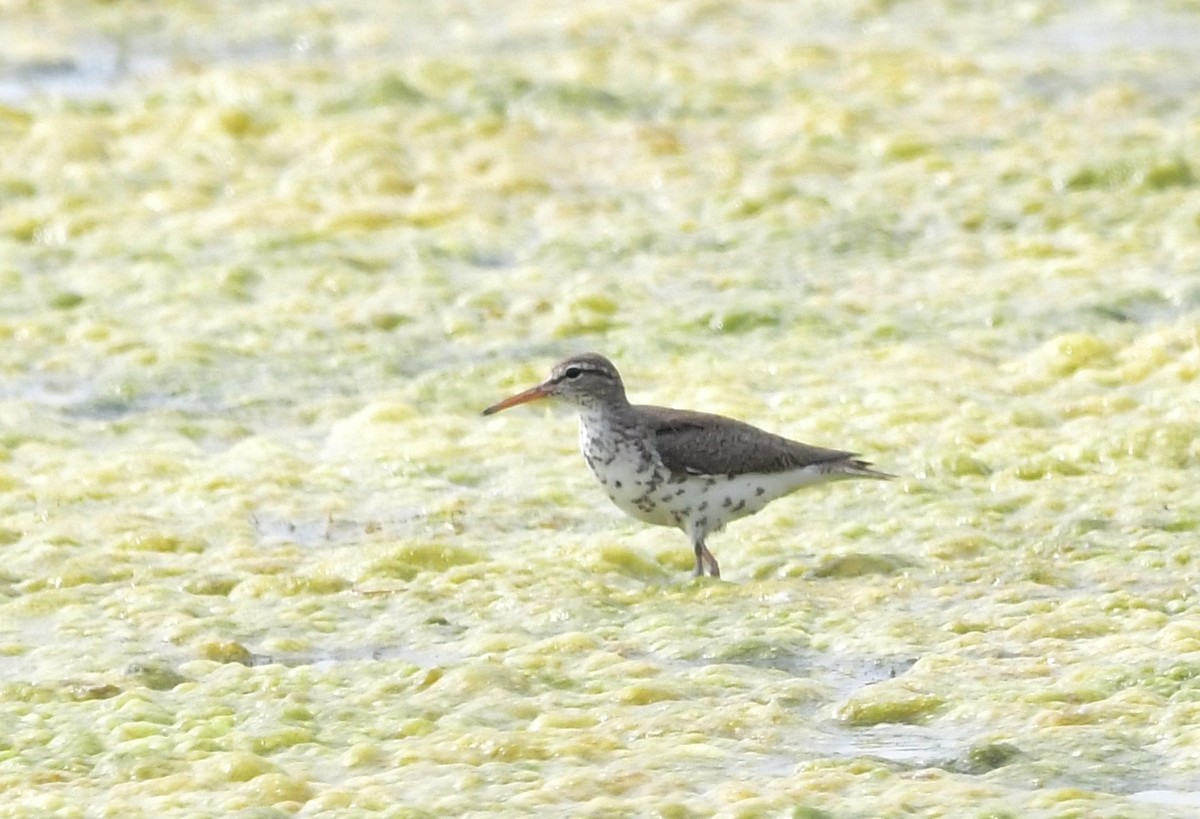 Spotted Sandpiper - ML620806158