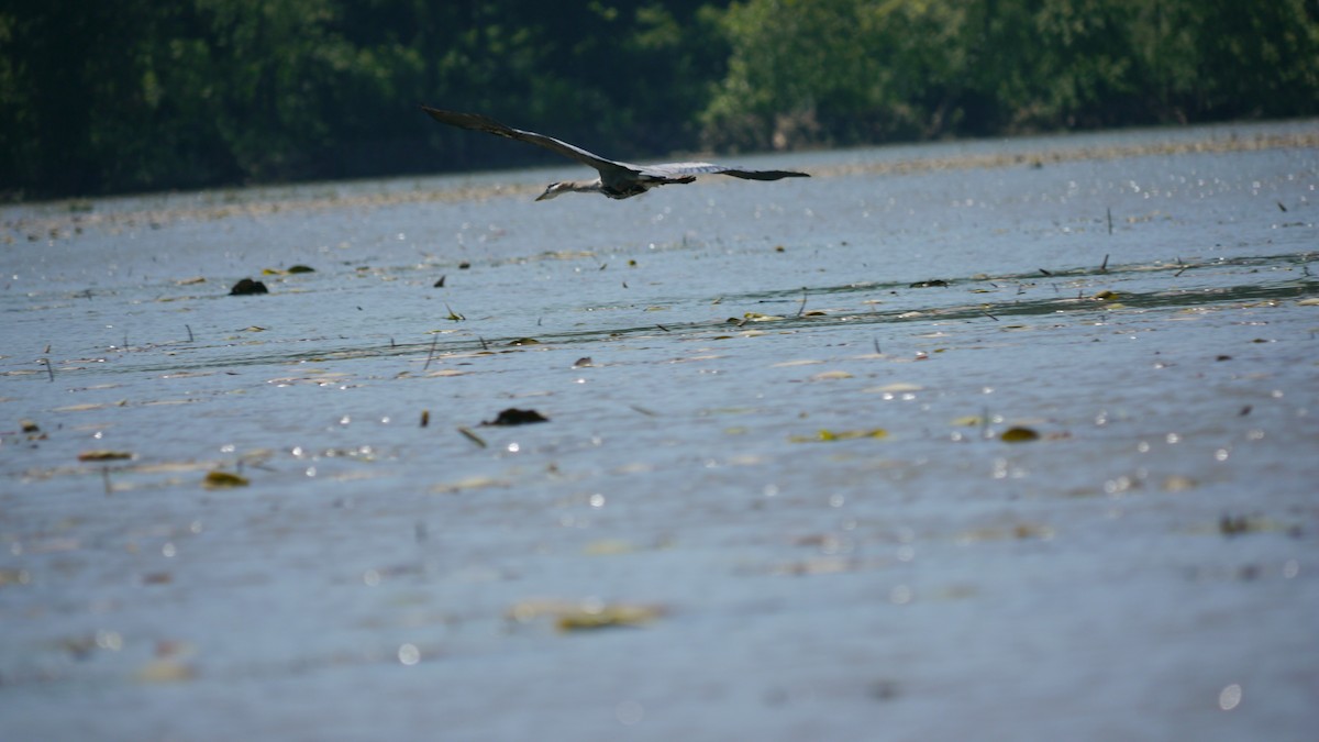 Great Blue Heron - ML620806162