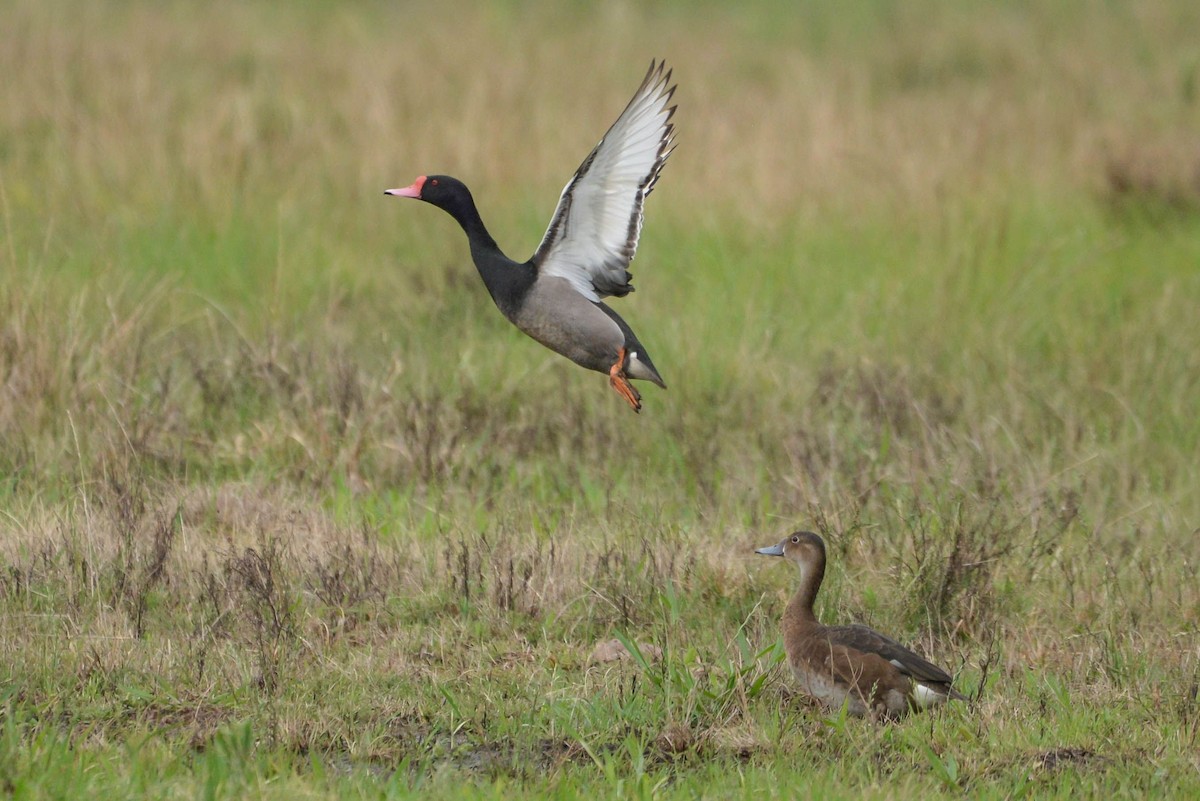 Rosy-billed Pochard - ML620806169