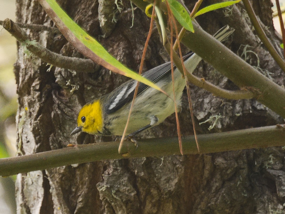 Paruline à tête jaune - ML620806170