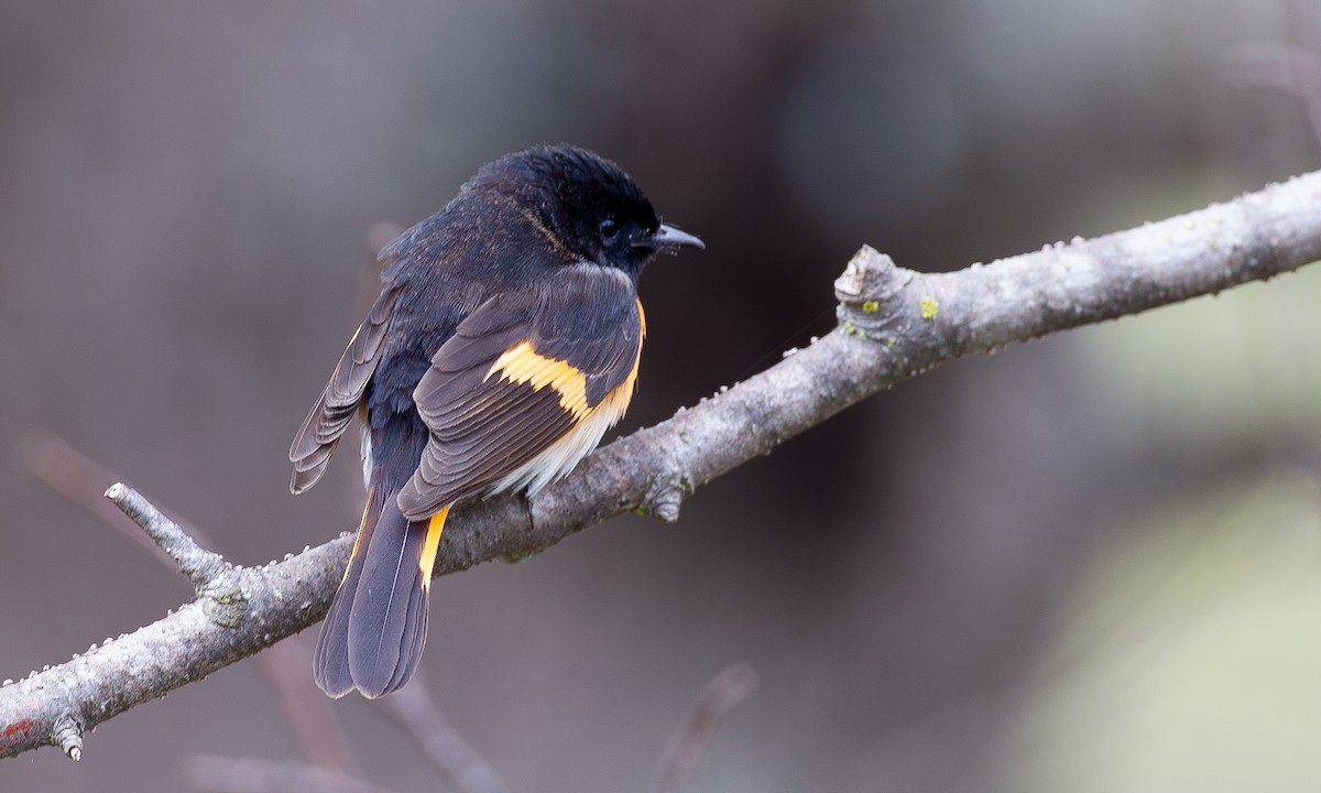 American Redstart - ML620806173