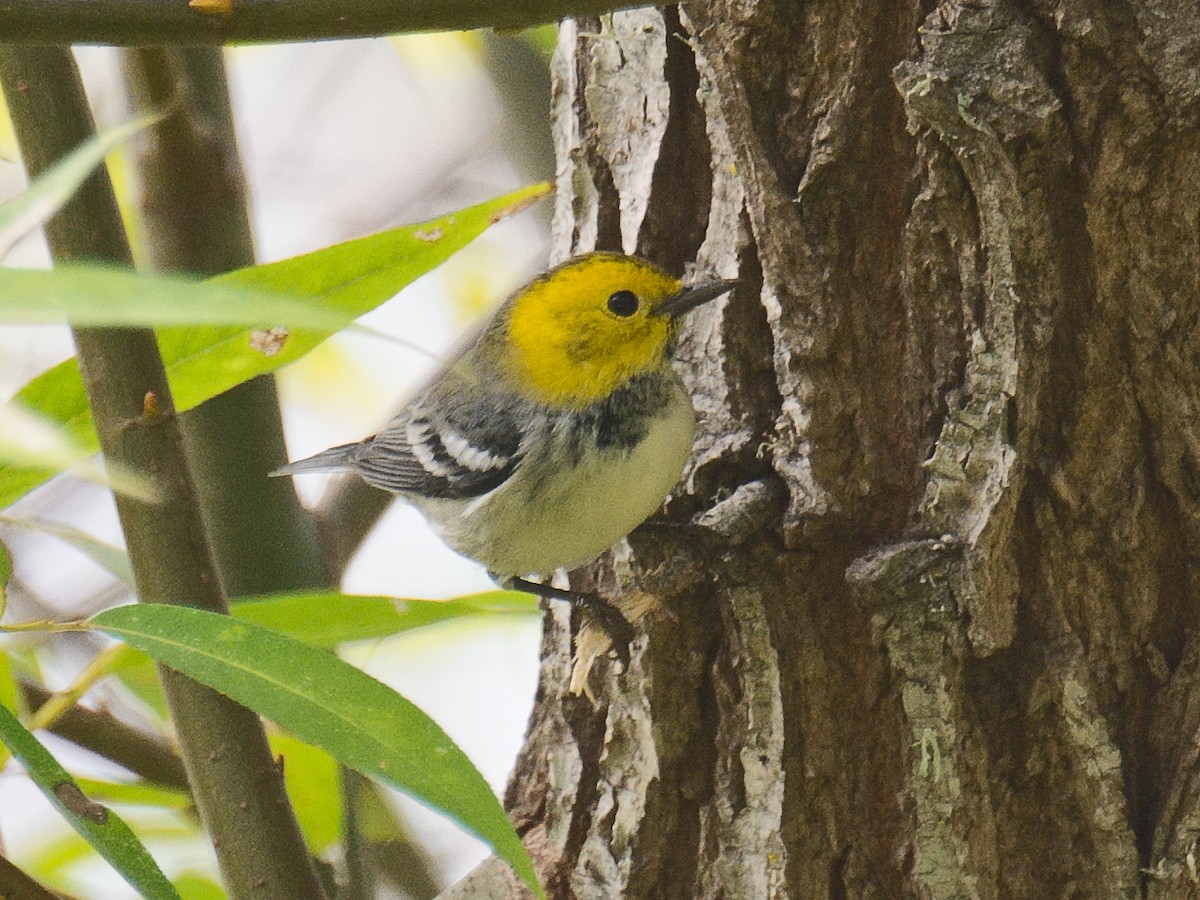 Paruline à tête jaune - ML620806174