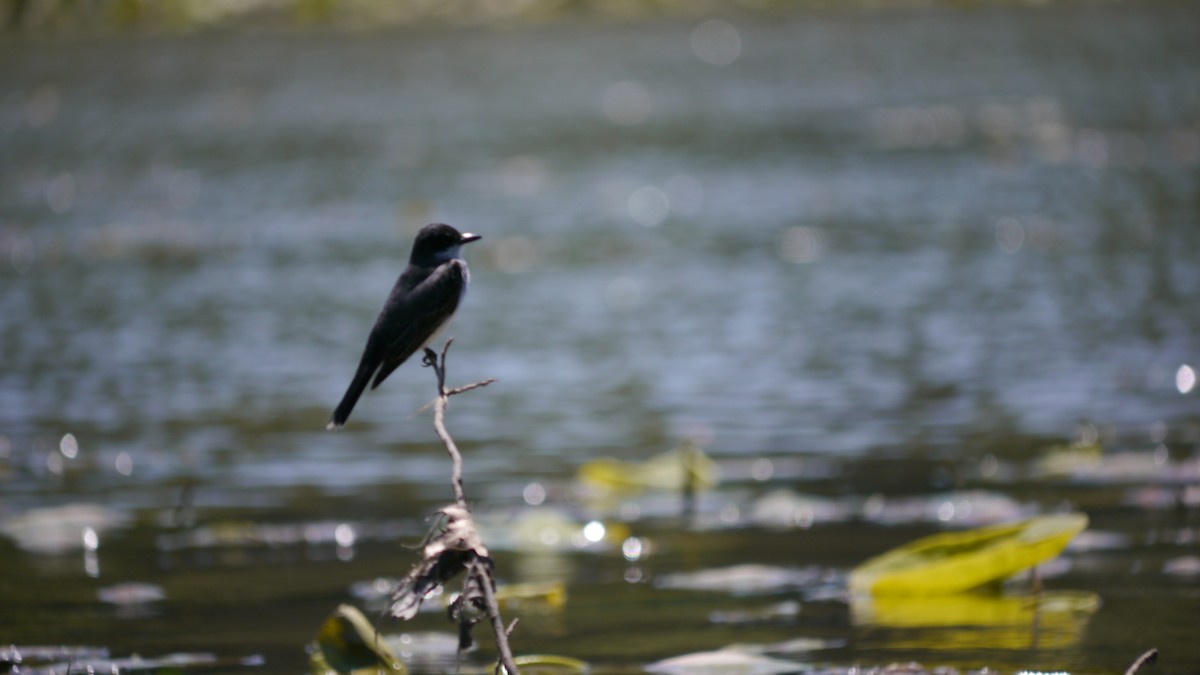 Eastern Kingbird - Patrick Misterovich