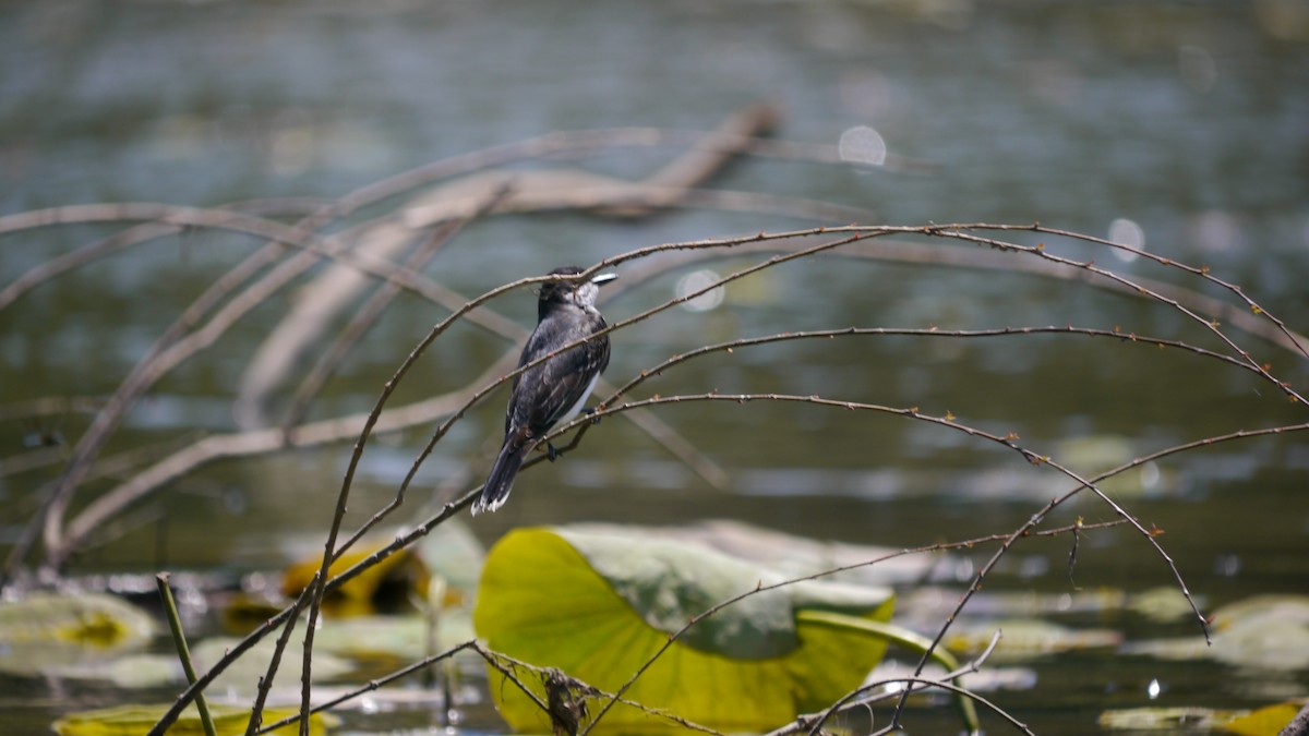 Eastern Kingbird - ML620806176