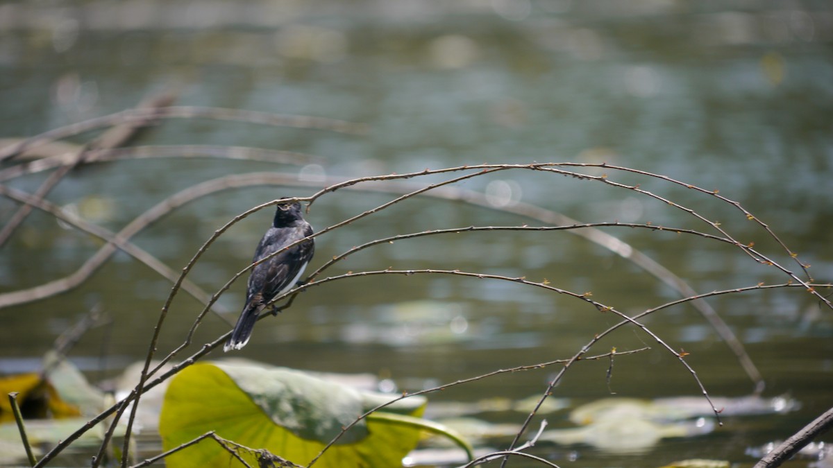 Eastern Kingbird - ML620806178