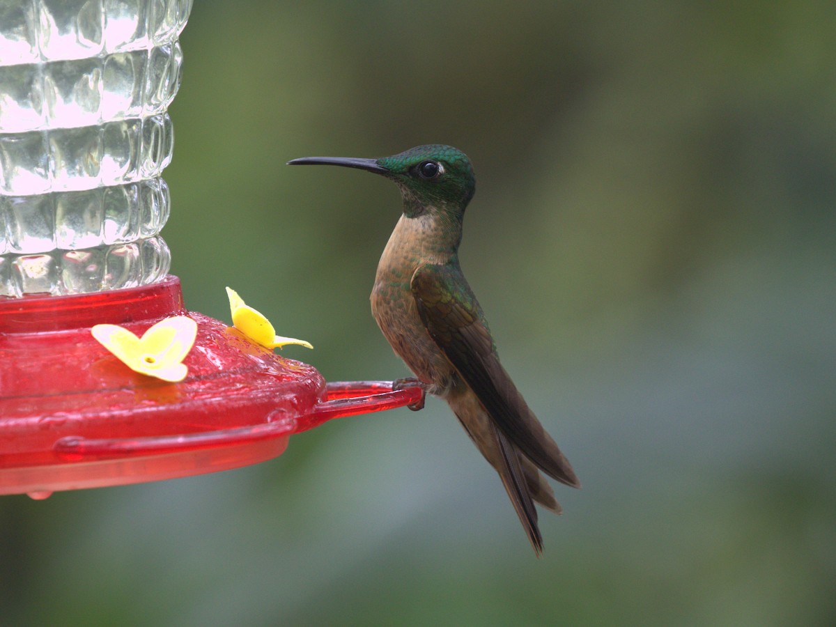 Fawn-breasted Brilliant - ML620806180