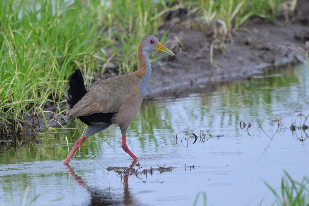 Giant Wood-Rail - ML620806183