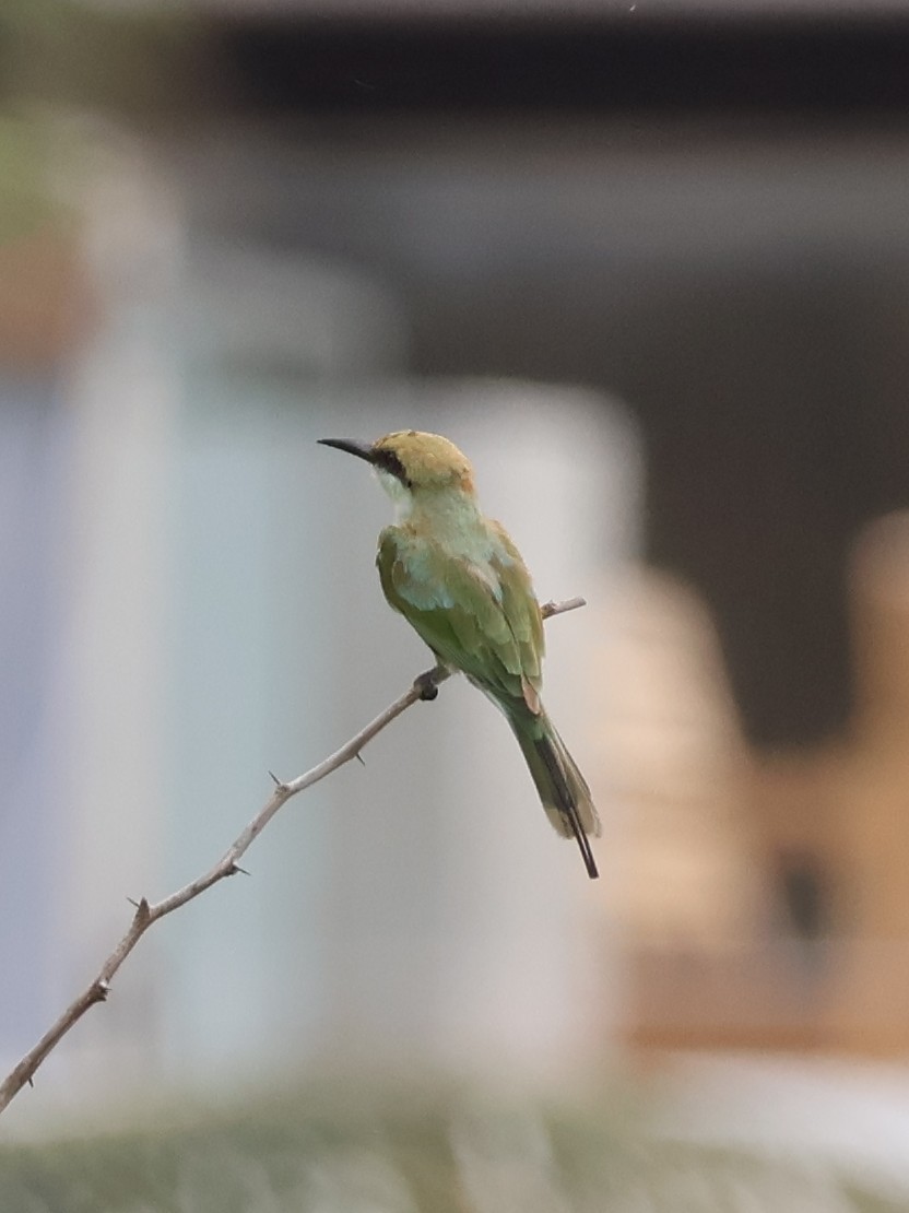 Asian Green Bee-eater - ML620806185