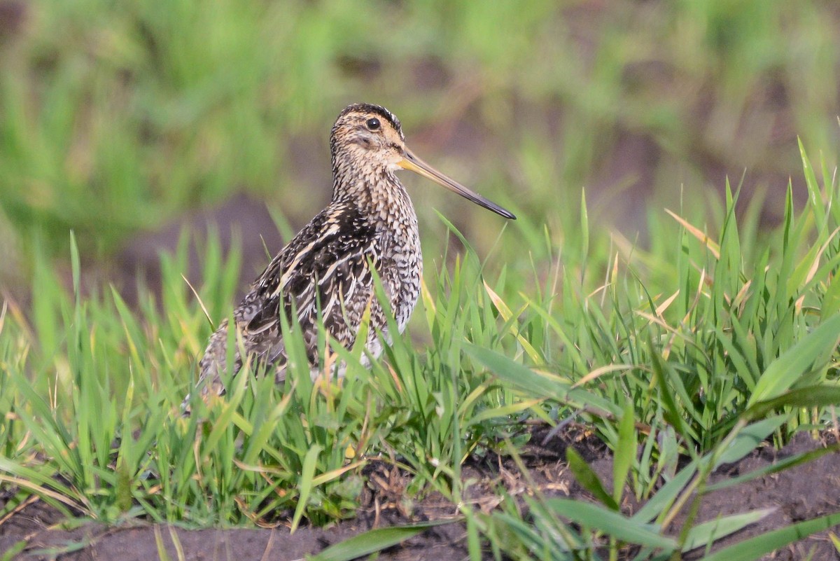 Pantanal Snipe - ML620806186