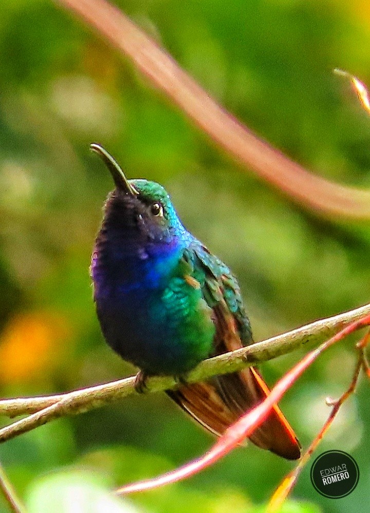 Colibrí Lazulita - ML620806189