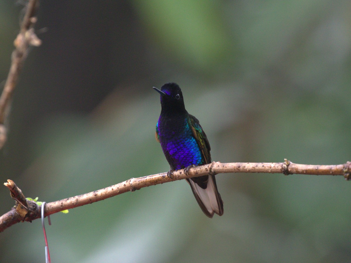 Velvet-purple Coronet - Menachem Goldstein