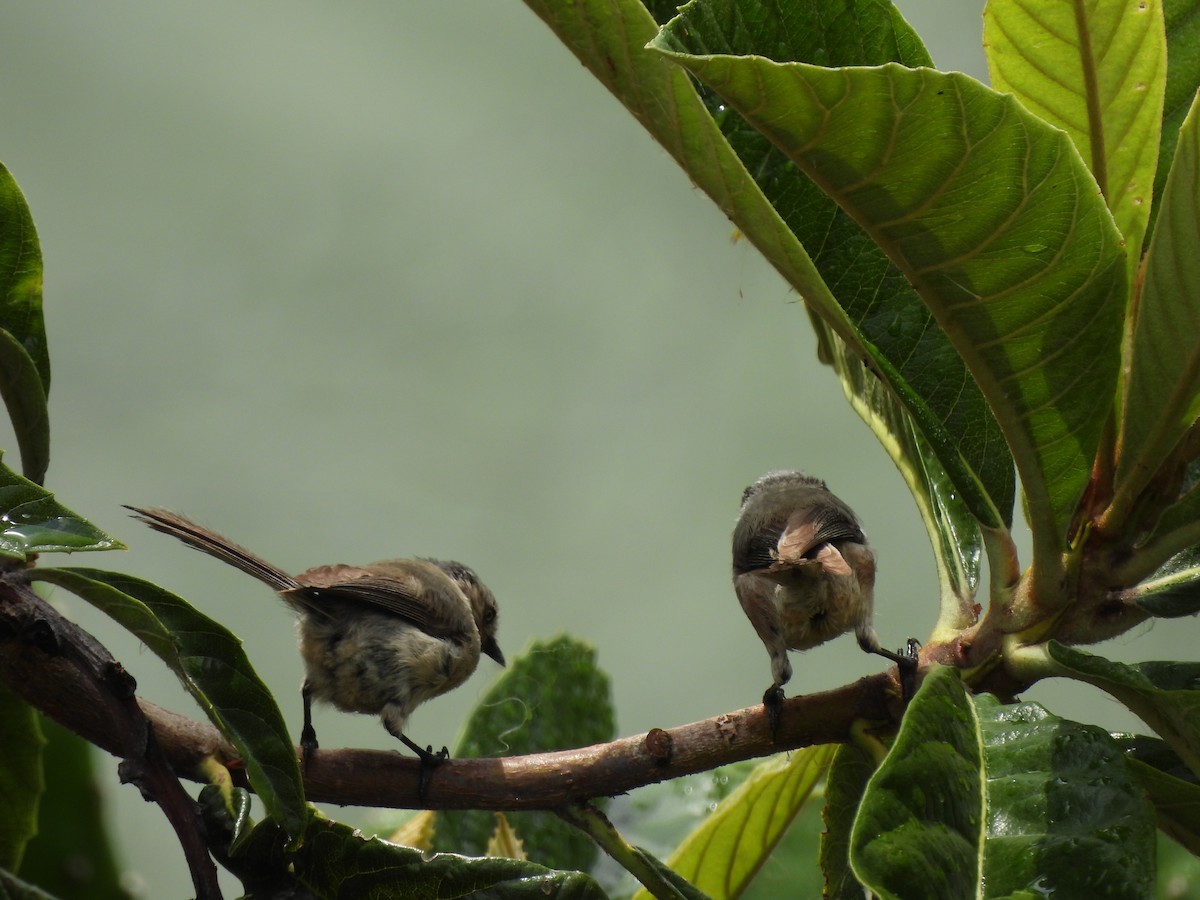 Bushtit - ML620806193