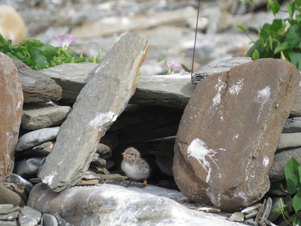 Roseate Tern - ML620806204