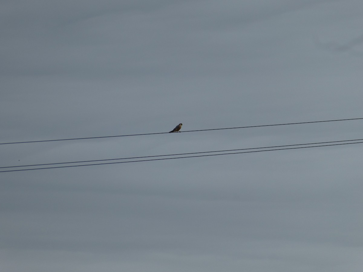 Australian Hobby - ML620806213