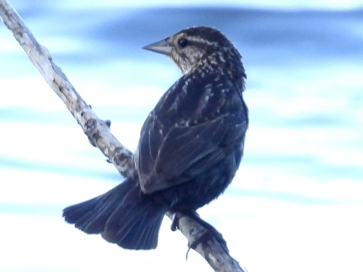 Red-winged Blackbird - ML620806216