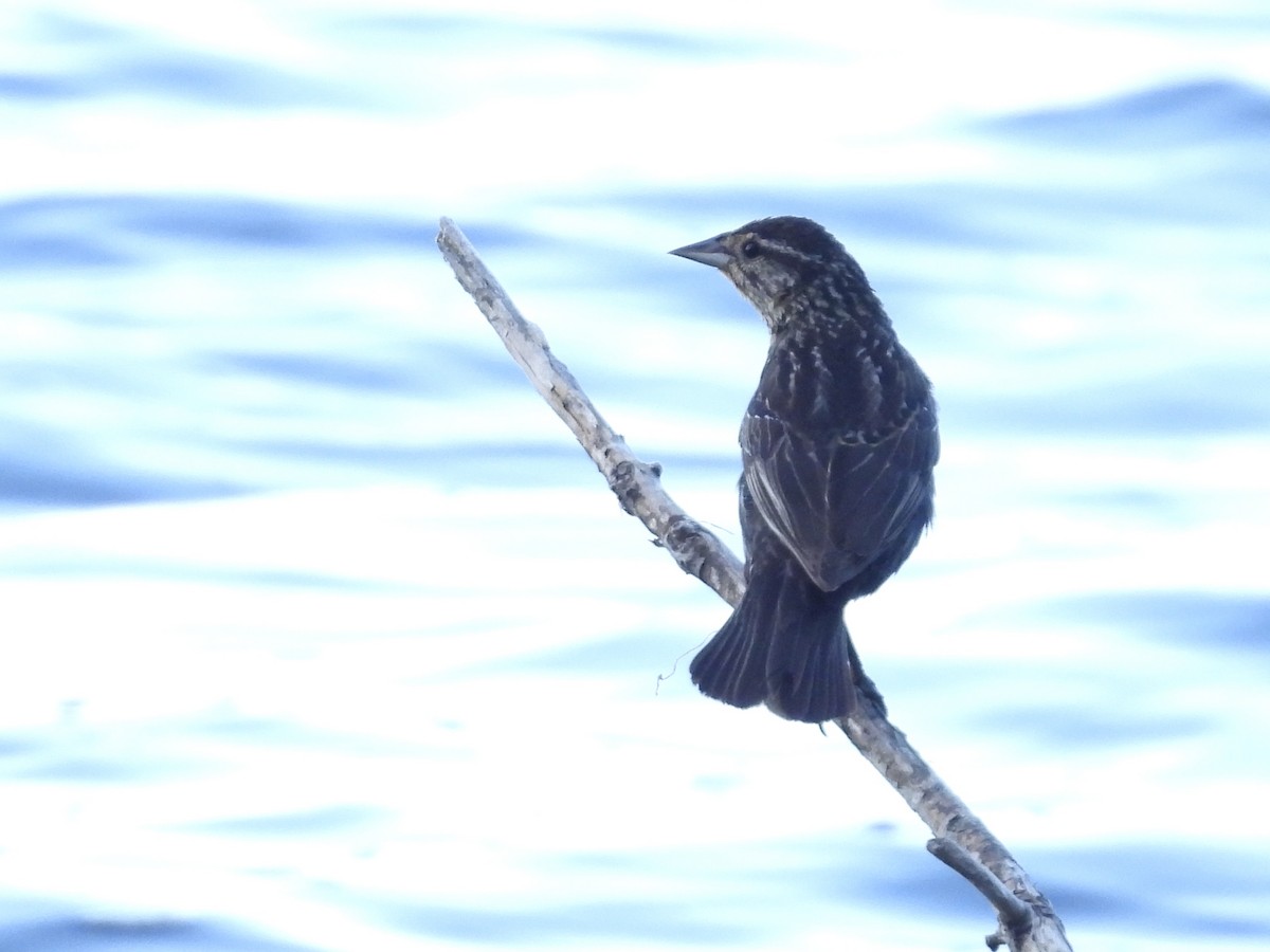 Red-winged Blackbird - ML620806217